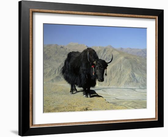 Yak, Tibet, Asia-Gavin Hellier-Framed Photographic Print