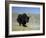 Yak, Tibet, Asia-Gavin Hellier-Framed Photographic Print