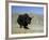 Yak, Tibet, Asia-Gavin Hellier-Framed Photographic Print