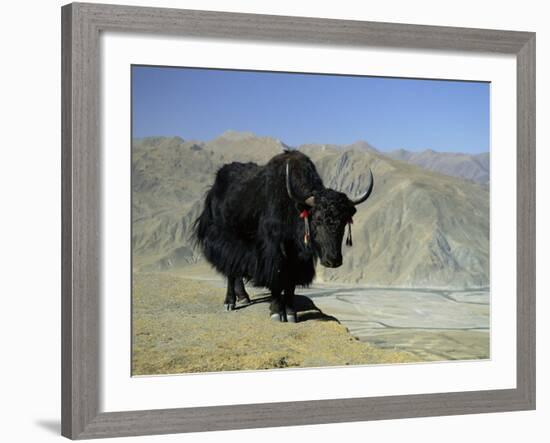 Yak, Tibet, Asia-Gavin Hellier-Framed Photographic Print