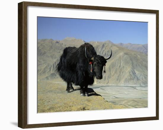 Yak, Tibet, Asia-Gavin Hellier-Framed Photographic Print