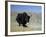 Yak, Tibet, Asia-Gavin Hellier-Framed Photographic Print