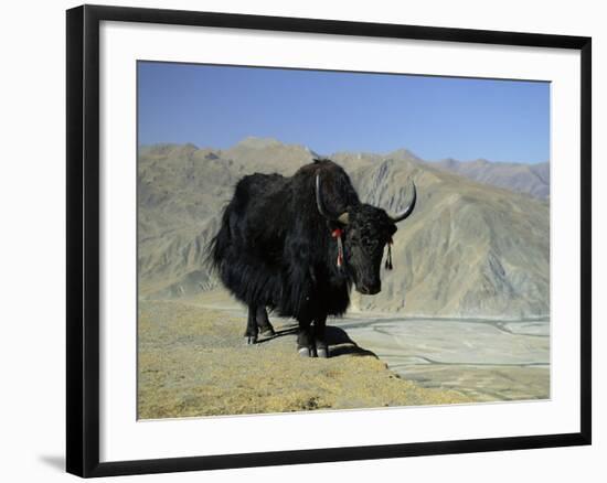 Yak, Tibet, Asia-Gavin Hellier-Framed Photographic Print