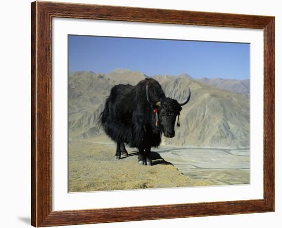 Yak, Tibet, Asia-Gavin Hellier-Framed Photographic Print