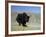 Yak, Tibet, Asia-Gavin Hellier-Framed Photographic Print