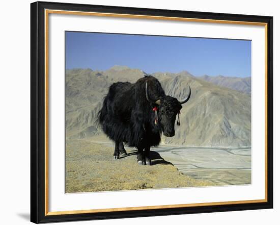 Yak, Tibet, Asia-Gavin Hellier-Framed Photographic Print