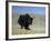 Yak, Tibet, Asia-Gavin Hellier-Framed Photographic Print