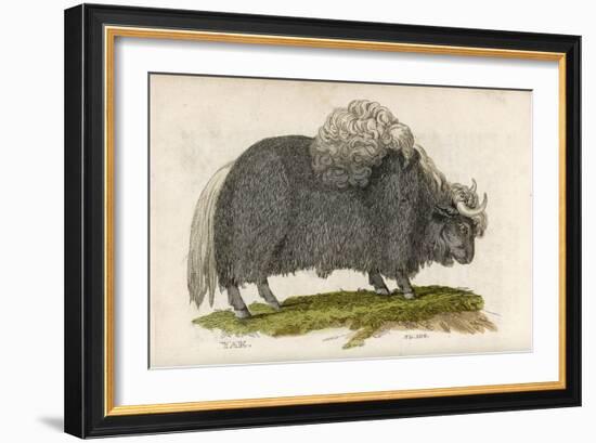 Yak-null-Framed Premium Giclee Print