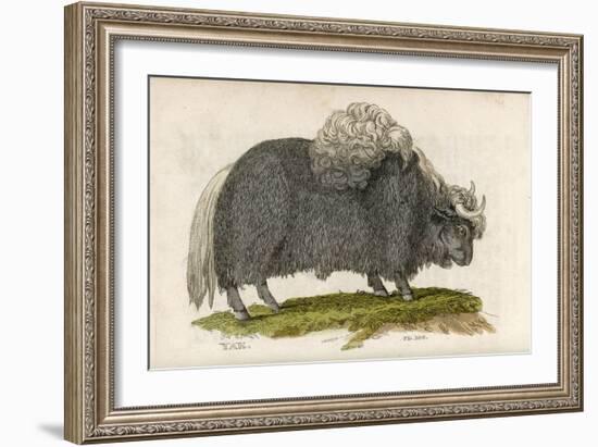 Yak-null-Framed Art Print