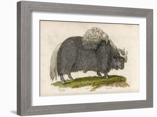 Yak-null-Framed Art Print