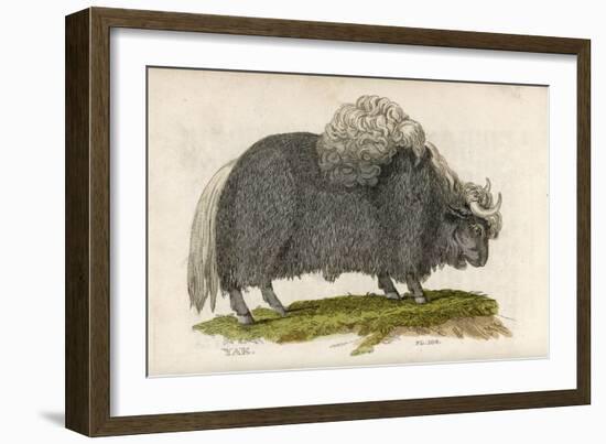 Yak-null-Framed Art Print