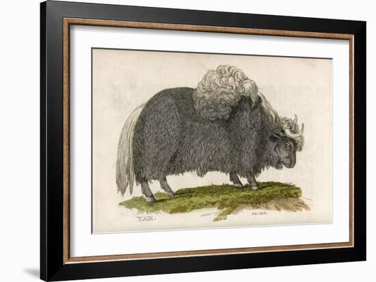 Yak--Framed Art Print