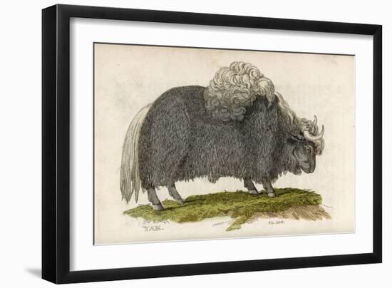 Yak--Framed Art Print