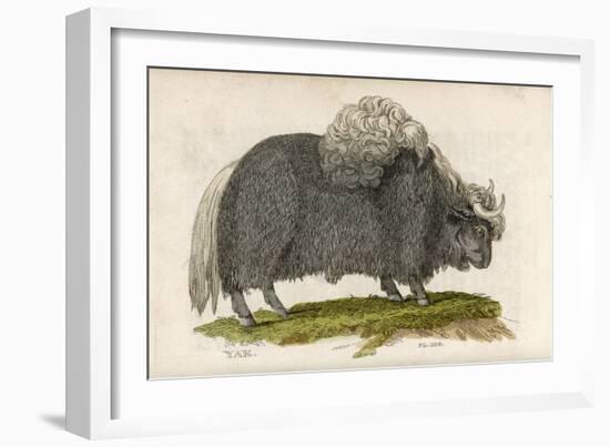 Yak-null-Framed Art Print