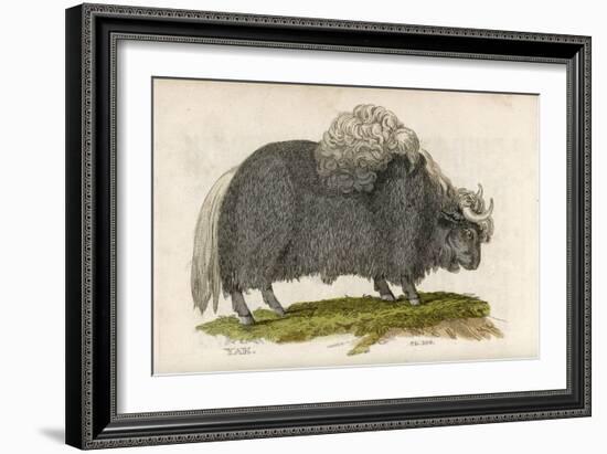 Yak-null-Framed Art Print