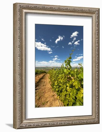 Yakima Valley Vineyard in Eastern Yakima Valley, Washington, USA-Richard Duval-Framed Photographic Print