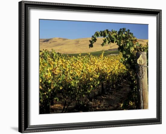 Yakima Valley Vineyards, Washington, USA-Jamie & Judy Wild-Framed Photographic Print