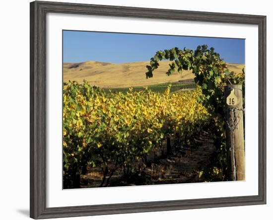 Yakima Valley Vineyards, Washington, USA-Jamie & Judy Wild-Framed Photographic Print