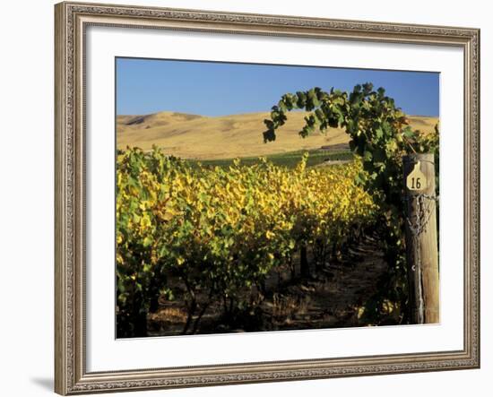 Yakima Valley Vineyards, Washington, USA-Jamie & Judy Wild-Framed Photographic Print