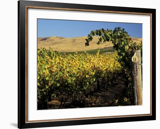 Yakima Valley Vineyards, Washington, USA-Jamie & Judy Wild-Framed Photographic Print