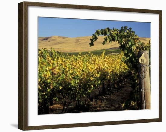 Yakima Valley Vineyards, Washington, USA-Jamie & Judy Wild-Framed Photographic Print