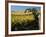 Yakima Valley Vineyards, Washington, USA-Jamie & Judy Wild-Framed Photographic Print