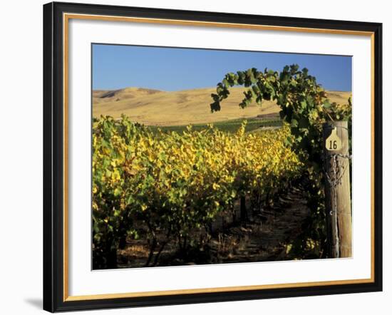 Yakima Valley Vineyards, Washington, USA-Jamie & Judy Wild-Framed Photographic Print
