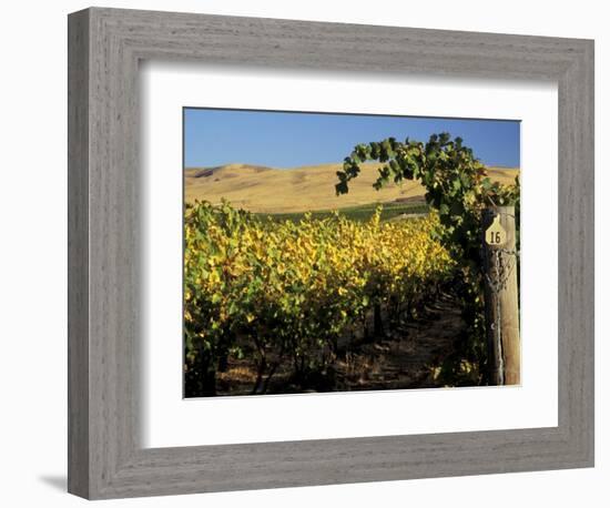 Yakima Valley Vineyards, Washington, USA-Jamie & Judy Wild-Framed Photographic Print