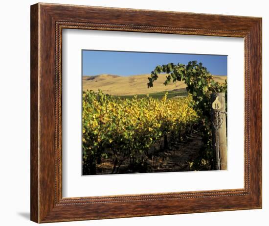 Yakima Valley Vineyards, Washington, USA-Jamie & Judy Wild-Framed Photographic Print