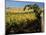 Yakima Valley Vineyards, Washington, USA-Jamie & Judy Wild-Mounted Photographic Print