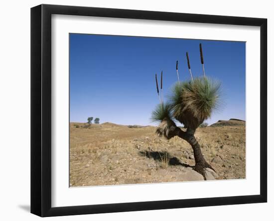 Yakka Plant, Flinders Range, South Australia, Australia-Neale Clarke-Framed Photographic Print