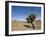 Yakka Plant, Flinders Range, South Australia, Australia-Neale Clarke-Framed Photographic Print