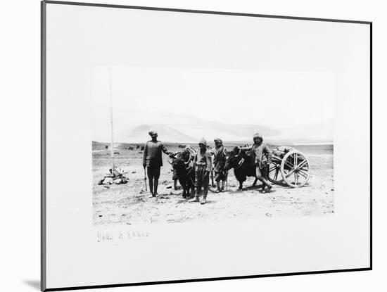 Yaks and Ekkas, 1903-04-John Claude White-Mounted Giclee Print
