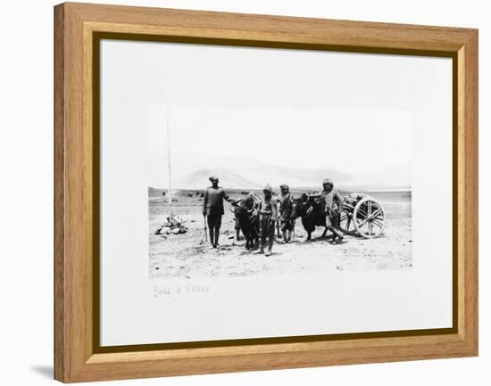 Yaks and Ekkas, 1903-04-John Claude White-Framed Premier Image Canvas