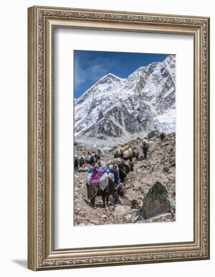 Yaks and herders on a trail to Everest Base Camp.-Lee Klopfer-Framed Photographic Print