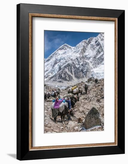 Yaks and herders on a trail to Everest Base Camp.-Lee Klopfer-Framed Photographic Print