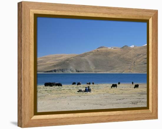 Yaks Graze by Yamdrok Lake Beside Old Lhasa-Shigatse Road, Tibet, China-Tony Waltham-Framed Premier Image Canvas