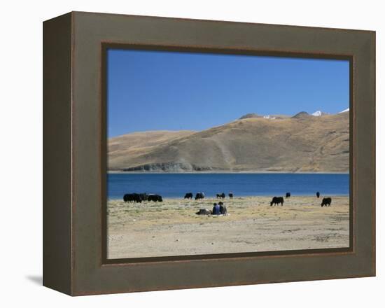 Yaks Graze by Yamdrok Lake Beside Old Lhasa-Shigatse Road, Tibet, China-Tony Waltham-Framed Premier Image Canvas