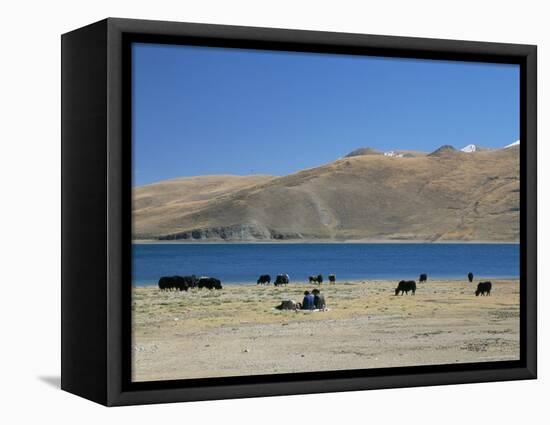 Yaks Graze by Yamdrok Lake Beside Old Lhasa-Shigatse Road, Tibet, China-Tony Waltham-Framed Premier Image Canvas