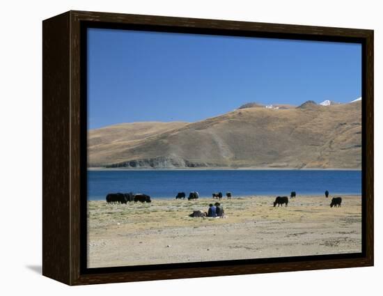 Yaks Graze by Yamdrok Lake Beside Old Lhasa-Shigatse Road, Tibet, China-Tony Waltham-Framed Premier Image Canvas