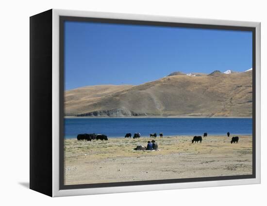 Yaks Graze by Yamdrok Lake Beside Old Lhasa-Shigatse Road, Tibet, China-Tony Waltham-Framed Premier Image Canvas