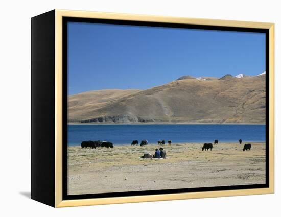 Yaks Graze by Yamdrok Lake Beside Old Lhasa-Shigatse Road, Tibet, China-Tony Waltham-Framed Premier Image Canvas