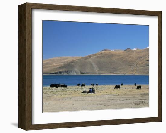 Yaks Graze by Yamdrok Lake Beside Old Lhasa-Shigatse Road, Tibet, China-Tony Waltham-Framed Photographic Print