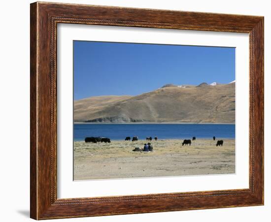 Yaks Graze by Yamdrok Lake Beside Old Lhasa-Shigatse Road, Tibet, China-Tony Waltham-Framed Photographic Print