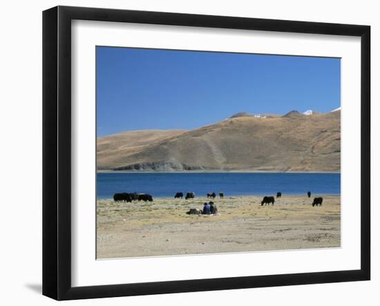 Yaks Graze by Yamdrok Lake Beside Old Lhasa-Shigatse Road, Tibet, China-Tony Waltham-Framed Photographic Print