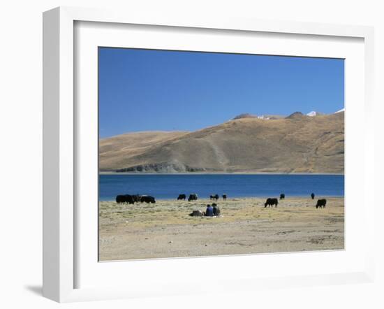 Yaks Graze by Yamdrok Lake Beside Old Lhasa-Shigatse Road, Tibet, China-Tony Waltham-Framed Photographic Print