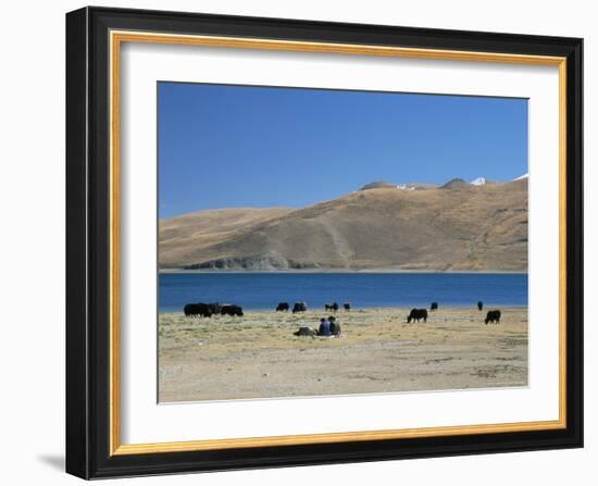 Yaks Graze by Yamdrok Lake Beside Old Lhasa-Shigatse Road, Tibet, China-Tony Waltham-Framed Photographic Print