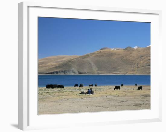 Yaks Graze by Yamdrok Lake Beside Old Lhasa-Shigatse Road, Tibet, China-Tony Waltham-Framed Photographic Print