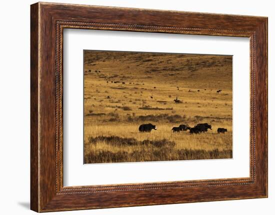 Yaks Grazing on the Vast Open Rangelands on the Edge of the Tibetan Plateau in Sichuan Province-Alex Treadway-Framed Photographic Print