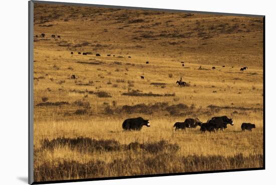 Yaks Grazing on the Vast Open Rangelands on the Edge of the Tibetan Plateau in Sichuan Province-Alex Treadway-Mounted Photographic Print